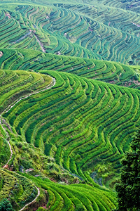 china rice field