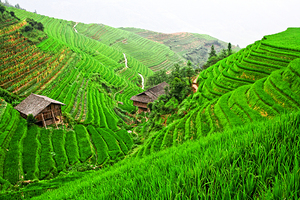 china rice field