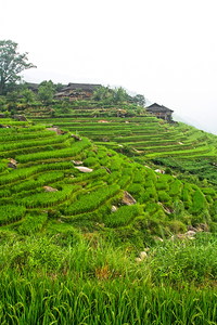 china rice field