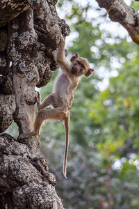 small monkey clinging to a tree 