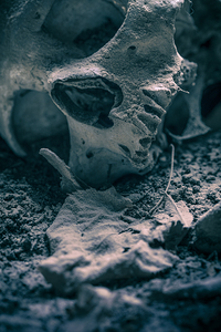 skull found in the ground