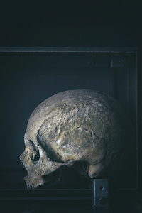 real human skull in metal box 