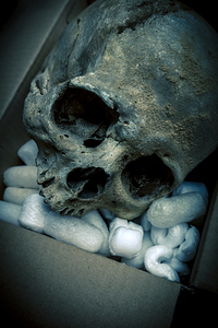 human skull in a box 