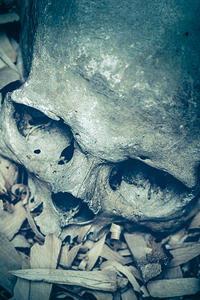 detail of human skull 