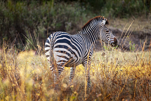 African zebra in the tall grass 