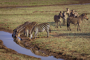 zebras drink from a stream