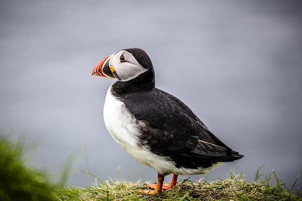 Atlantic puffins on the Faroe Islands.