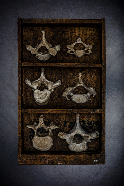 human vertebrae in wooden box by Gualtiero Boffi
