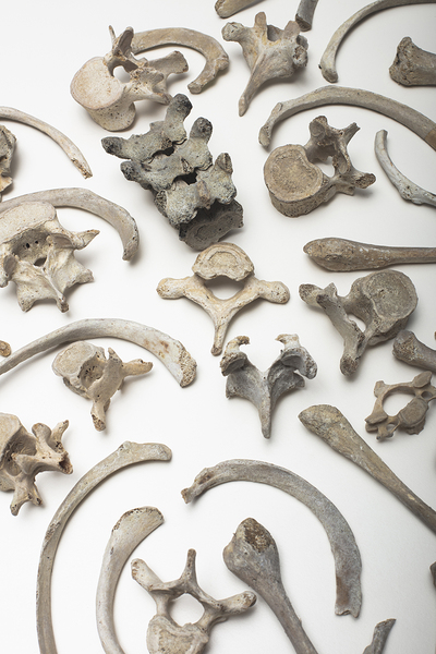 bones human remains  by Gualtiero Boffi