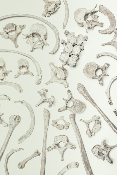 human bones on a white  by Gualtiero Boffi