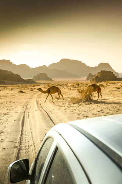 wandering camels background Print