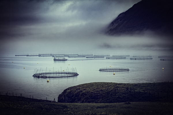 fish farm in faroe 