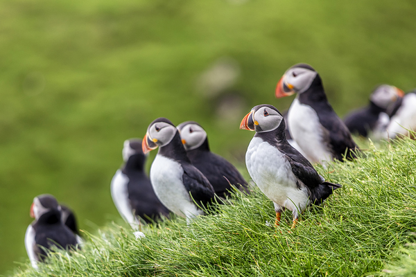 Fratercula arctica in mykinesfaroe 