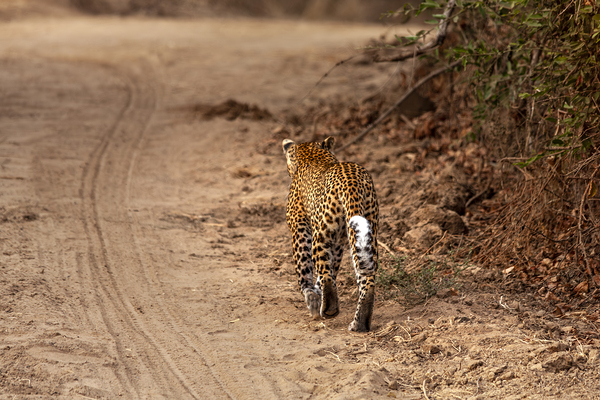 leopard walks in the savannah Print