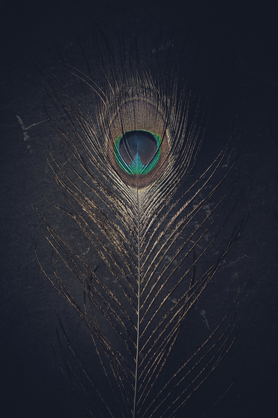ostrich feather on dark stone 
