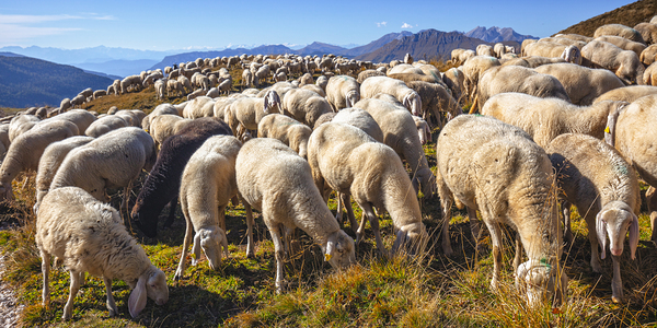 sheep in passo rolle Print