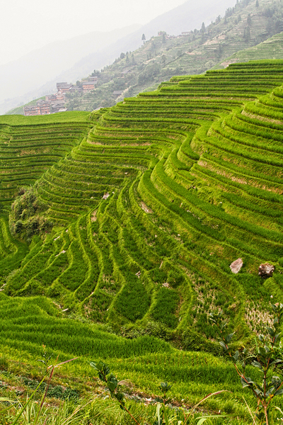china rice field