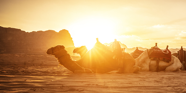 wadi rum camels