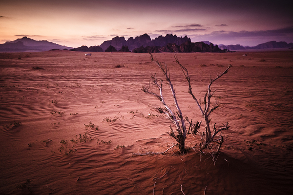 wadi rum at sunset Print
