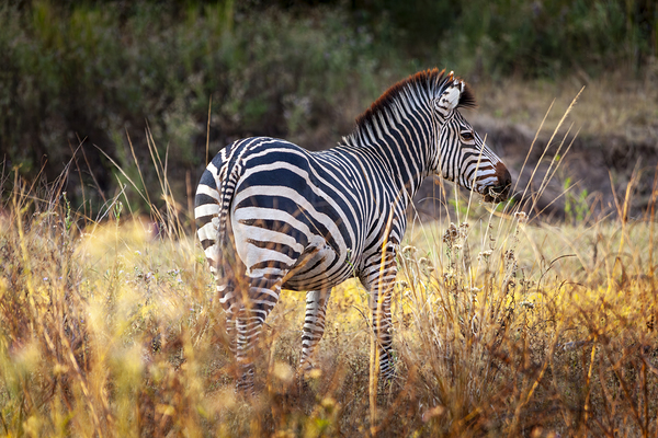 African zebra in the tall grass  Print