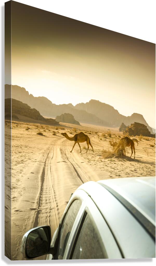 wandering camels background Canvas Print