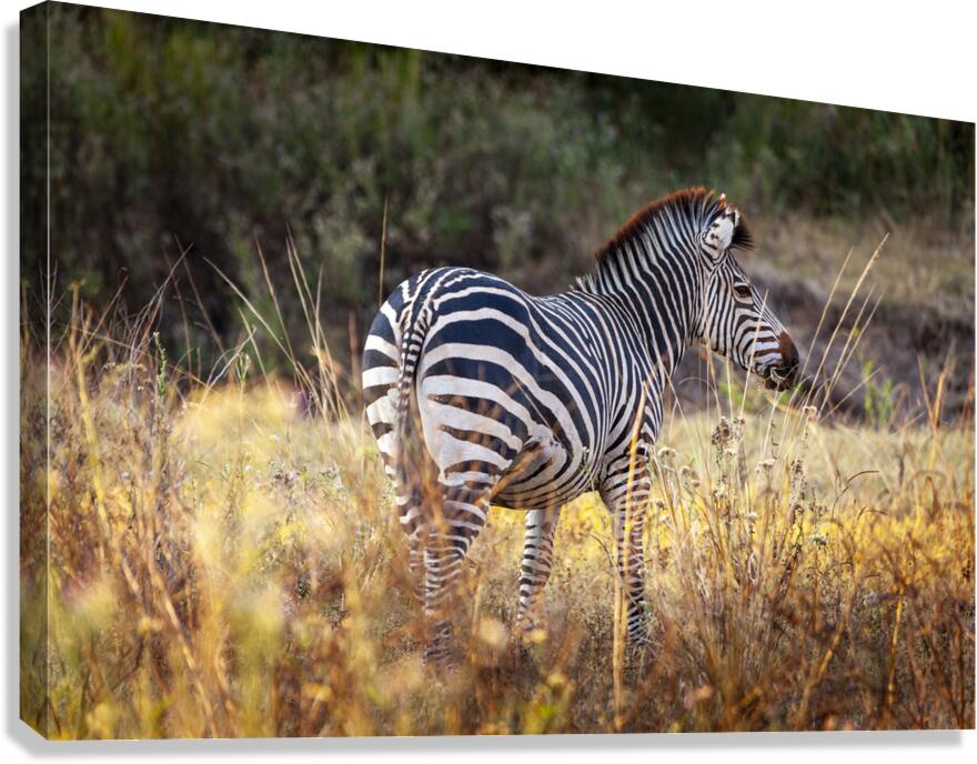 African zebra in the tall grass  Canvas Print