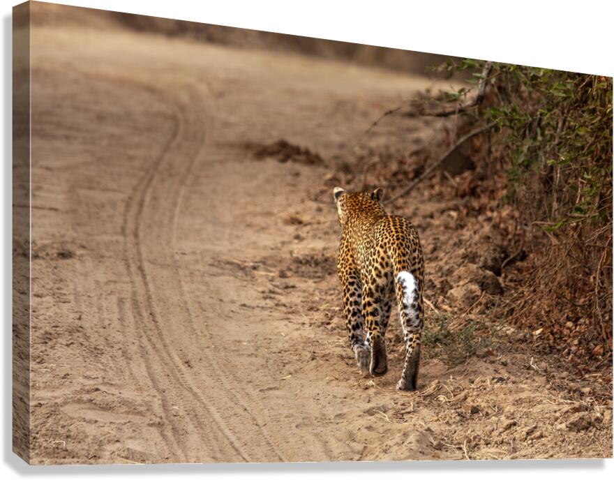 leopard walks in the savannah Canvas Print