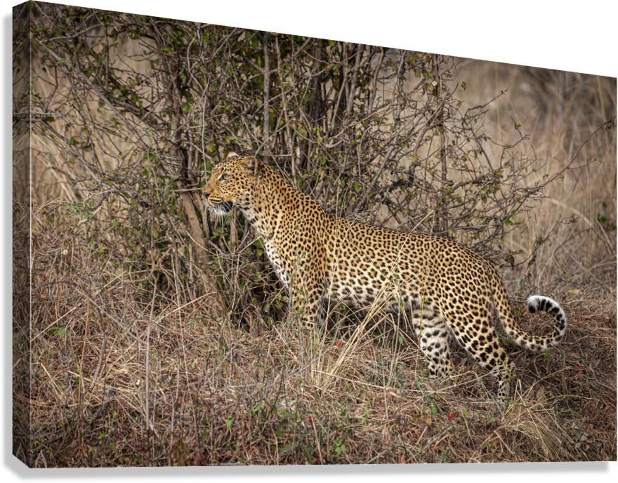 African leopard background Canvas Print