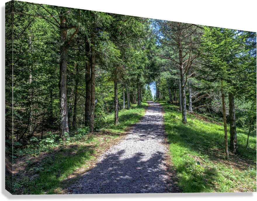 sciury pathway view Canvas Print