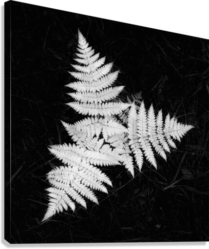 Fernizmo Canvas Print