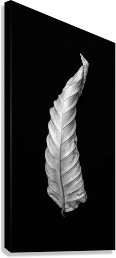 The Leaf Canvas Print
