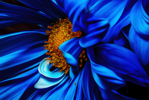 Blue Silk