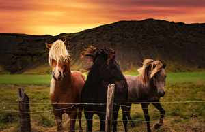 horse