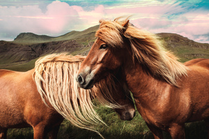 Horse Love