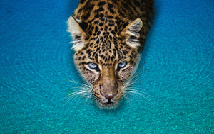 leopard in the ocean
