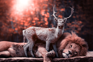 lion and deer