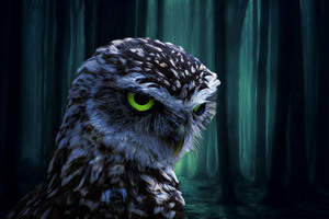 owl