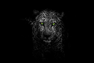 white leopard