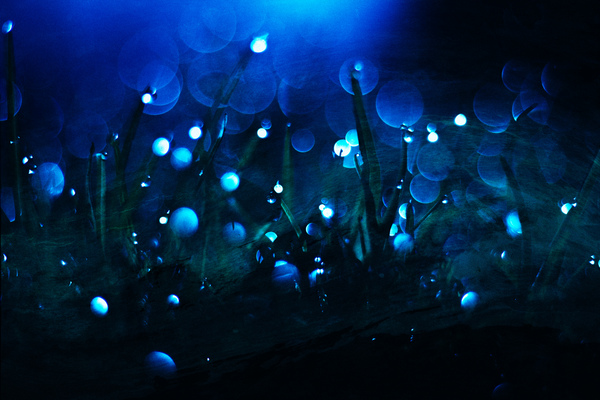 FireFly by Vibrant Canvases