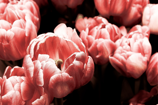 ROSE GOLD by Vibrant Canvases