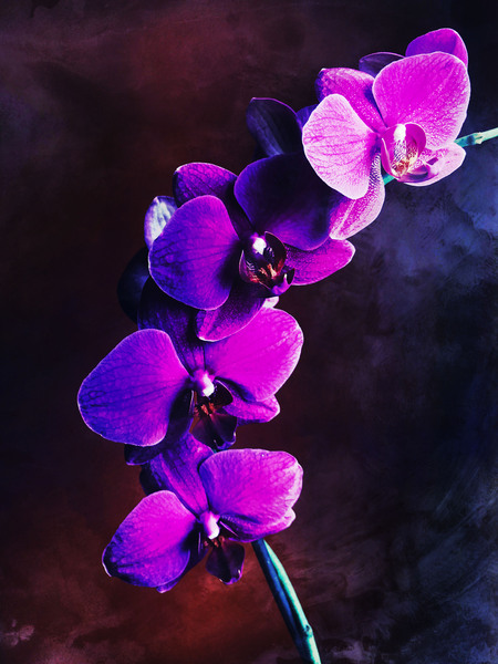 Orchid by Vibrant Canvases