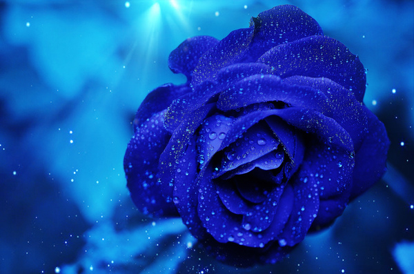 blue rose by Vibrant Canvases