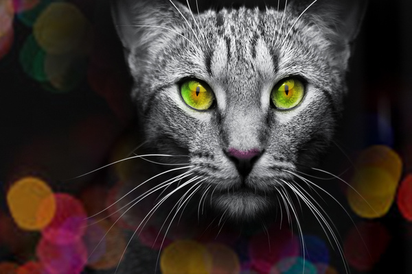cat bokeh  by Vibrant Canvases