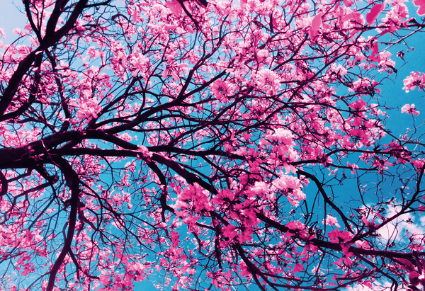 Cherry Blossom by Vibrant Canvases