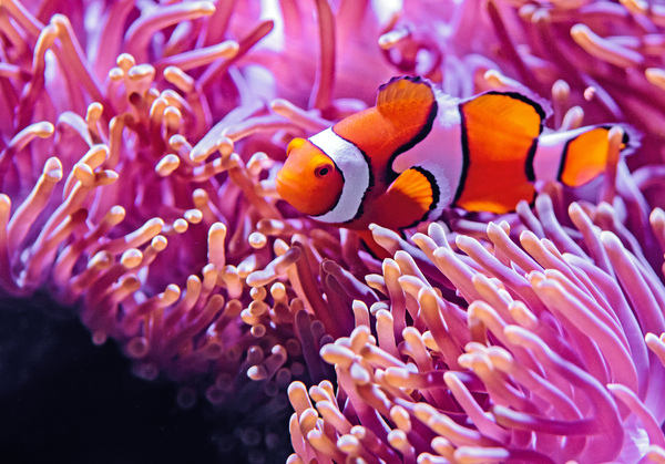 clown fish by Vibrant Canvases