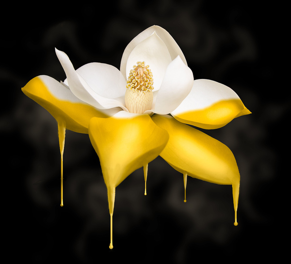 dripping gold flower by Vibrant Canvases