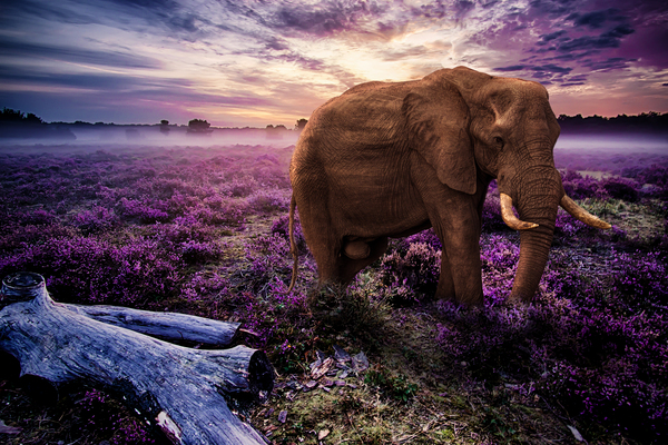 elephant by Vibrant Canvases