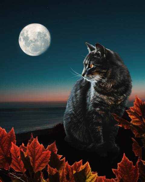 fall kitty by Vibrant Canvases