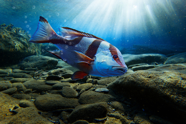 fish by Vibrant Canvases