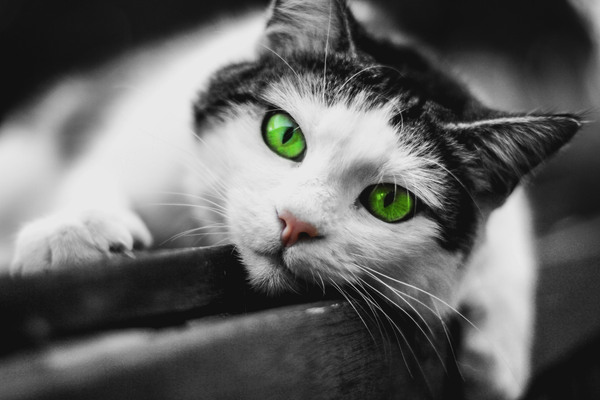 green eyed cat by Vibrant Canvases